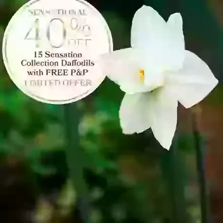 The Sensation Collection